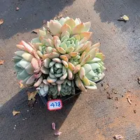 478冷香 一物一拍多肉