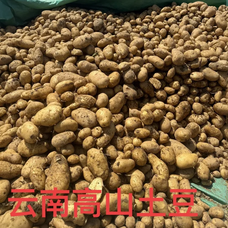 云南高山新鲜黄心土豆农家自种迷你小土豆5/9斤包邮