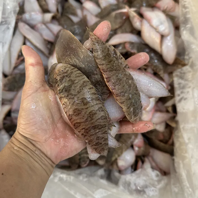 阳江网捕新鲜厚肉 小龙舌 花纹小龙利 新鲜浅海美味鱼