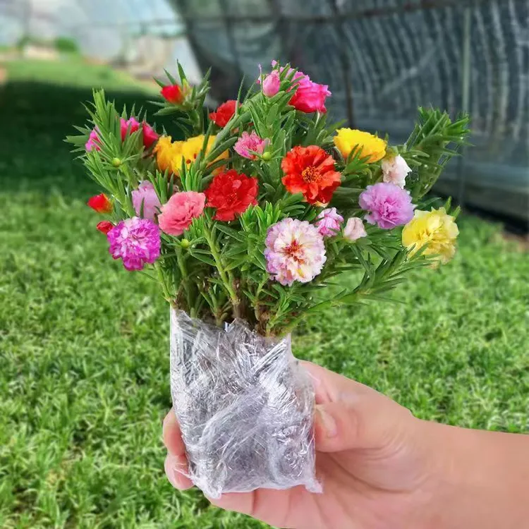 （带盆种植好）混色发花期带花苞重瓣太阳花盆栽花四季开花室外阳台