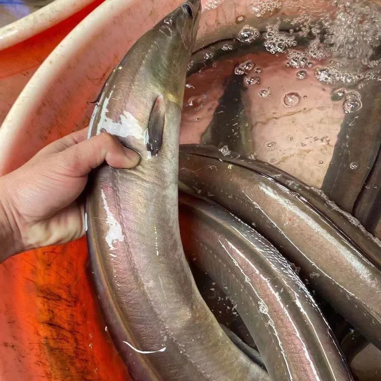 宁波舟山爆盐鳗鱼青鳗3斤左右大海鳗切段腌制风鳗筒宁波风味