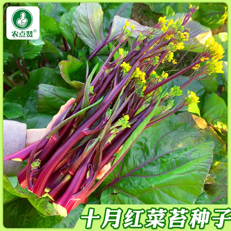 【红菜苔种子】红菜心紫菜油菜芯籽抗病简单易种