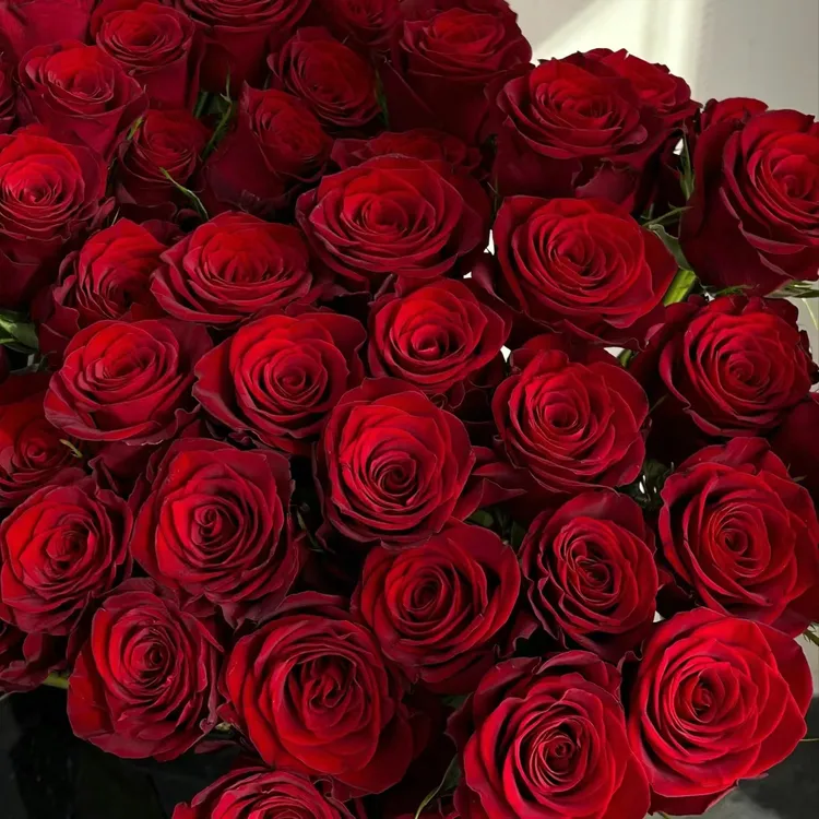 【新粉福利】【高原红玫瑰10支】云南鲜花 全店任意两件顺