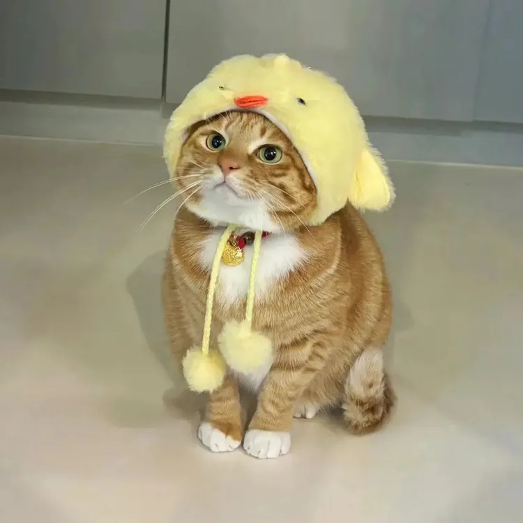 宠物猫咪头套可爱小鸡仔帽子拍照道具配饰变装帽头饰服饰宠物用品