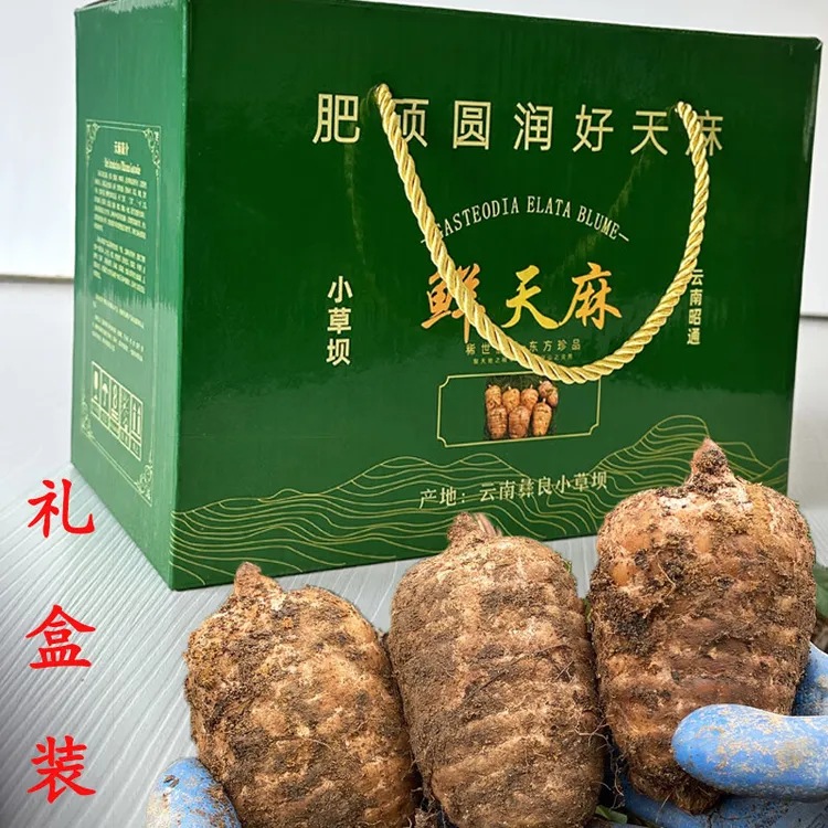 正宗云南昭通小草坝现挖现发新鲜礼盒装天麻正宗云南天麻