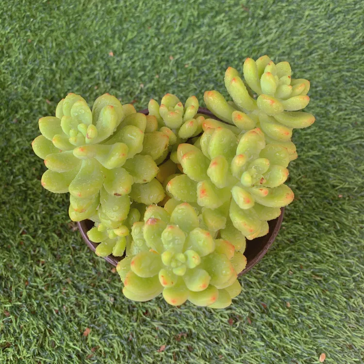 香格里拉9-12CM【花界草堂】精品多肉阳台盆栽新手易养一单包邮