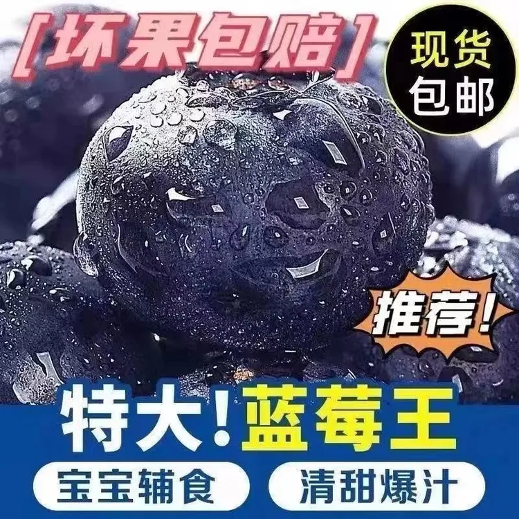 丹东蓝莓头茬果个个果王