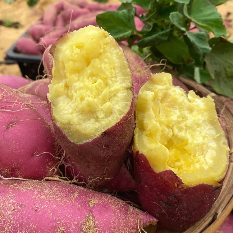 海南桥头地瓜营养丰富新鲜采摘软糯香甜健康美味红薯-普通快递