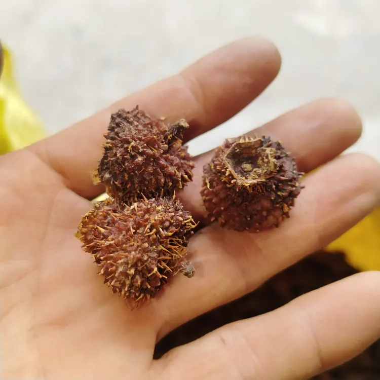 贵州高山刺梨干果