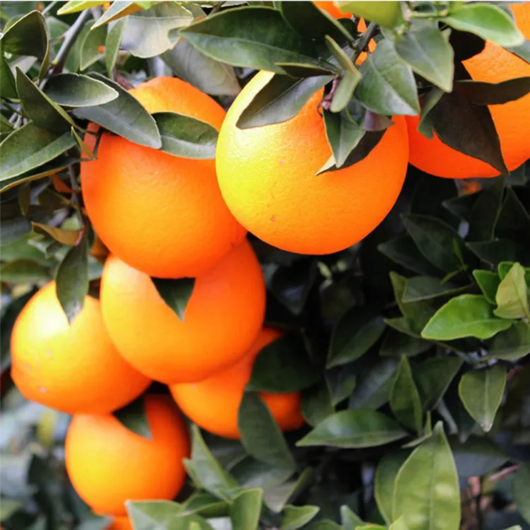 江西赣南脐橙新鲜现摘香甜多汁当季j精品水果产地直发