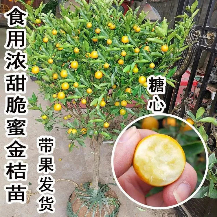 纯甜脆蜜金桔苗第三代嫁接广西四季脆皮滑皮金柑盆栽金橘水果树苗