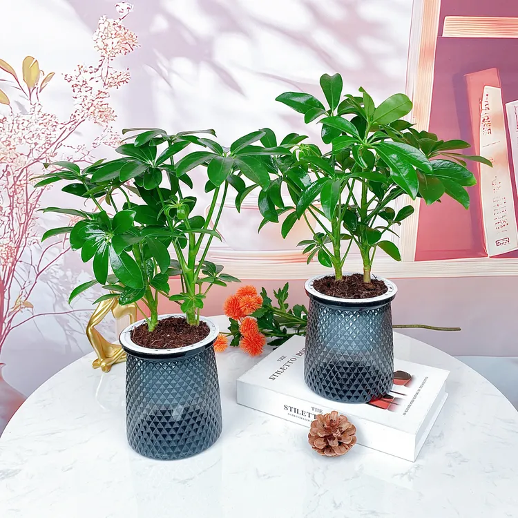 【买一送一】水培植物七叶莲盆栽室内客厅净化空气植物好养易活植物