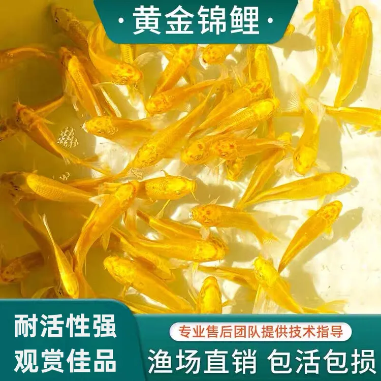 黄金锦鲤活鱼招财鱼金鱼活鱼好养耐活冷水鱼鱼苗活体龙凤观赏鱼