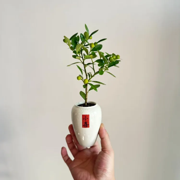 小福豆室内桌面四季常青小盆栽发财树好养活可吸甲醛