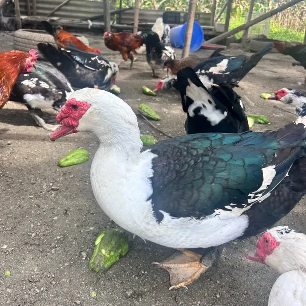 云南汉鸭活鸭现杀顺丰包邮