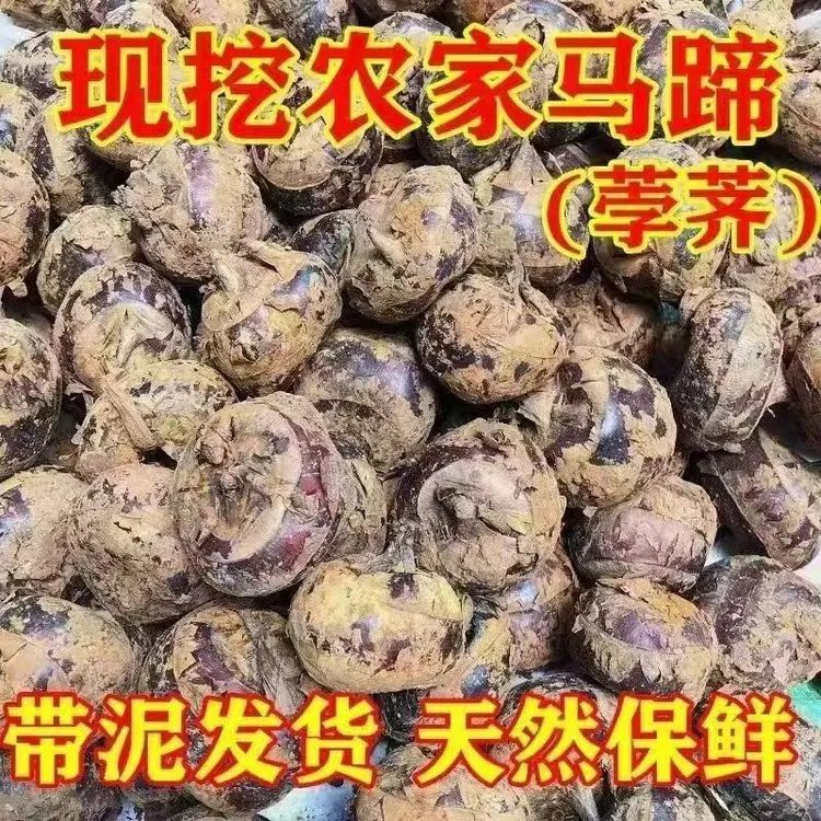 正宗广西新鲜马蹄【荸荠】农家特产自种新鲜孕妇水果马蹄果批发整箱