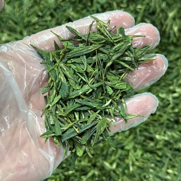 信里 汀泗桥绿茶B 2025年新茶 罐装 每罐250g