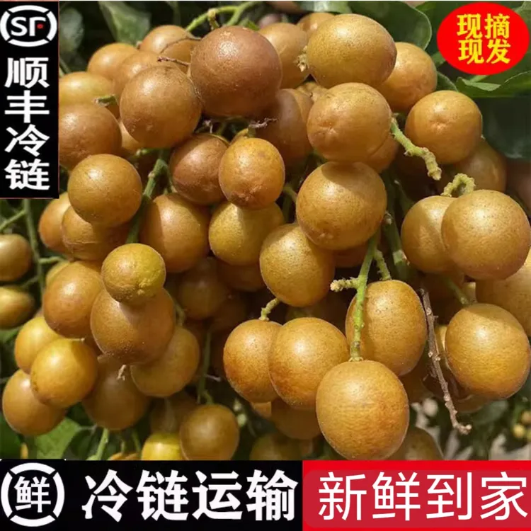 广西黑金刚黄皮果新鲜现摘九甜一酸鲜甜爽口当季孕妇水果顺丰发货
