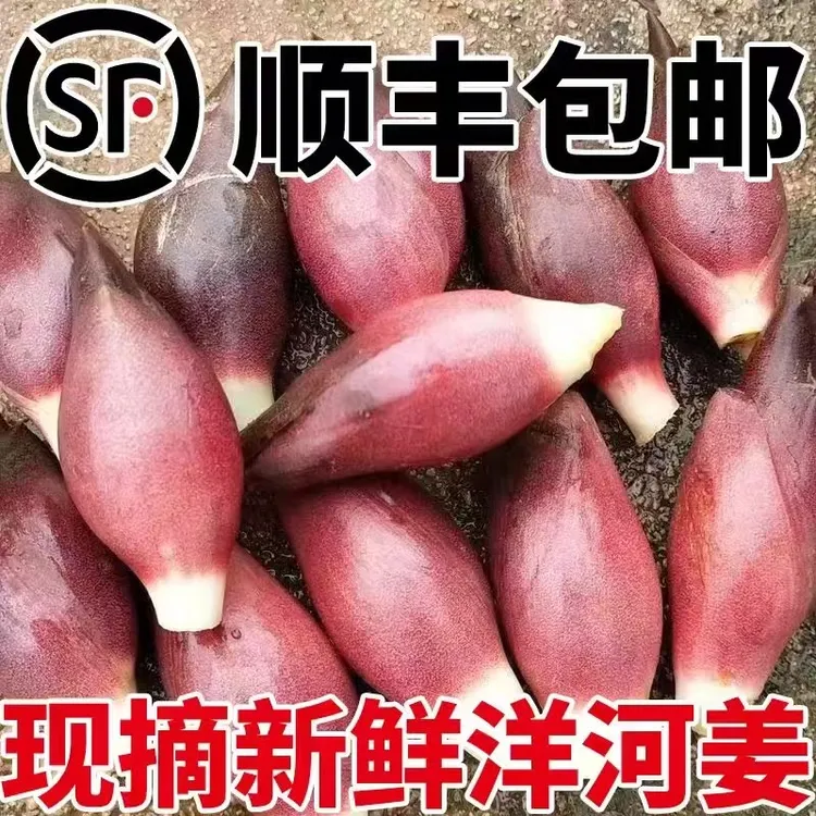 贵州新鲜阳荷姜时令蔬菜现摘现发露天种植脆嫩做泡菜新鲜带泥发货