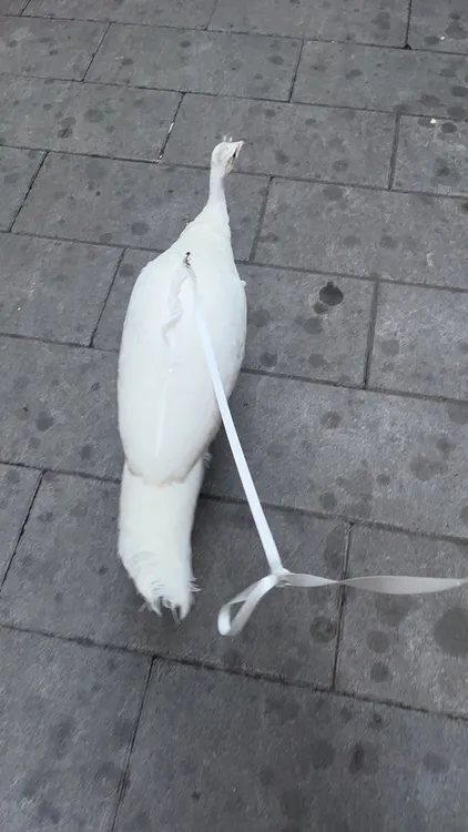 白色牵引绳 孔雀牵引绳 宠物孔雀外出牵引绳 后背式牵引绳 遛弯绳