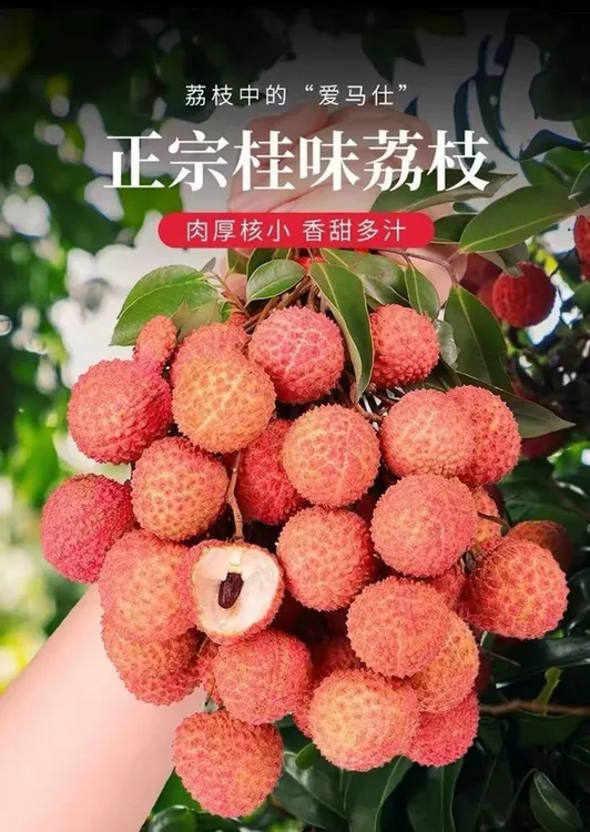 广东广州增城桂味荔枝 鲜果现摘新鲜不泡水3/5/10斤应季水果