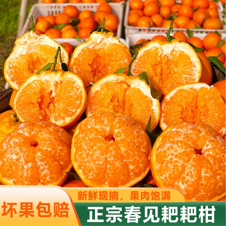 【春见耙耙柑】正宗四川春见耙耙柑应季甘甜爆汁皮薄肉厚产地直发
