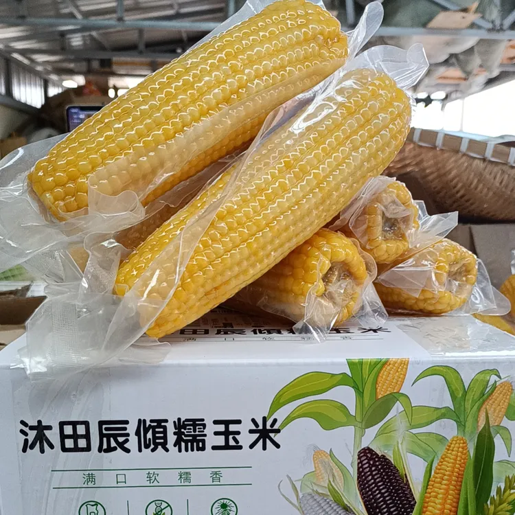 寒地东北糯玉米黄玉米220克/棒10棒包邮真空包装