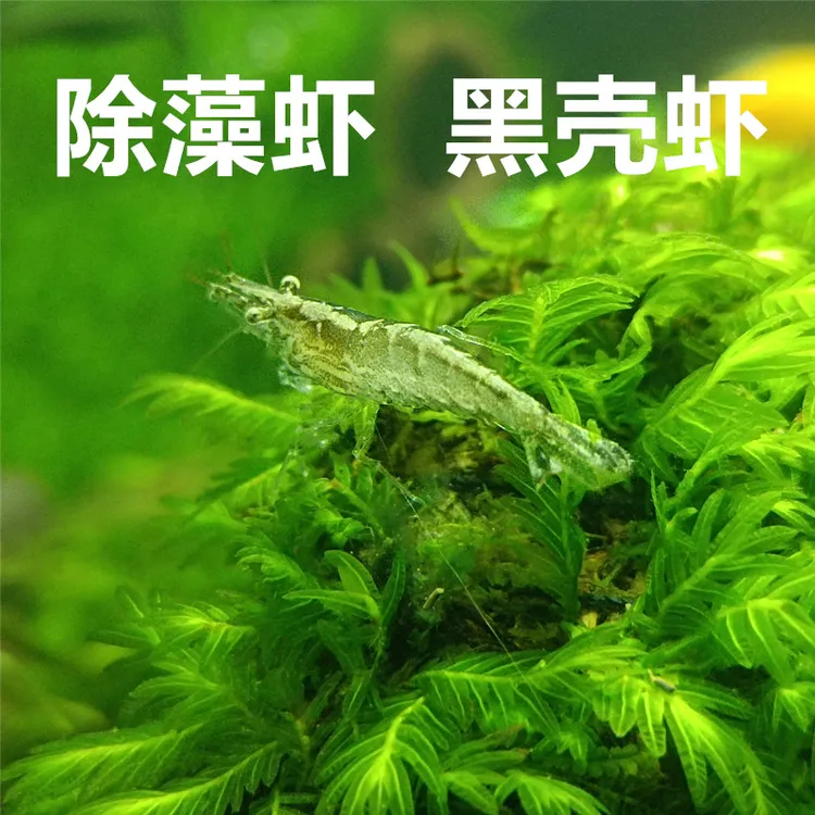 黑壳虾观赏虾草缸除藻虾活体饲料水草清洁米虾吃青苔绿藻鱼缸造景