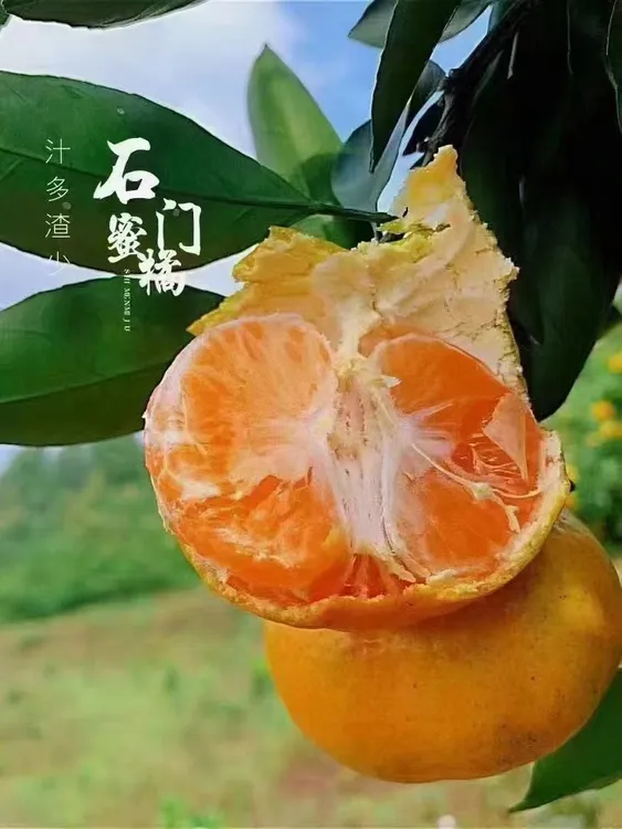 石门秀坪柑橘早熟蜜桔薄皮无核现摘新鲜发货中超积分榜