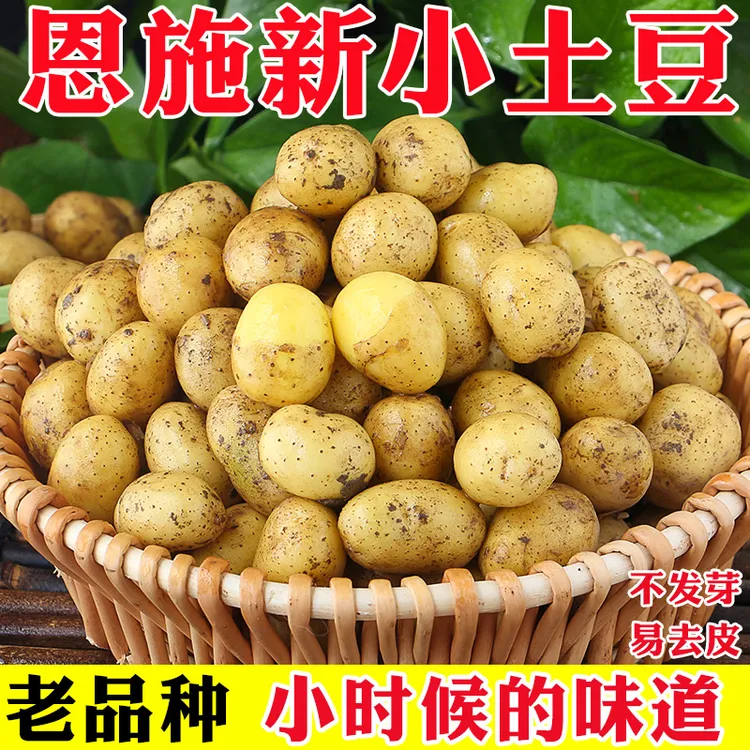 恩施小土豆现挖现发黄心土豆细腻皮薄新鲜好吃蒸煮优选粉糯香