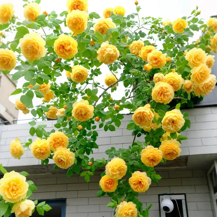 庆典爬藤月季花苗奥斯汀浓香大花爬藤玫瑰阳台庭院四季果汁蔷薇花