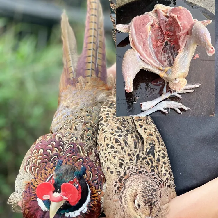 一公两母 散养吃五谷杂粮京东包邮