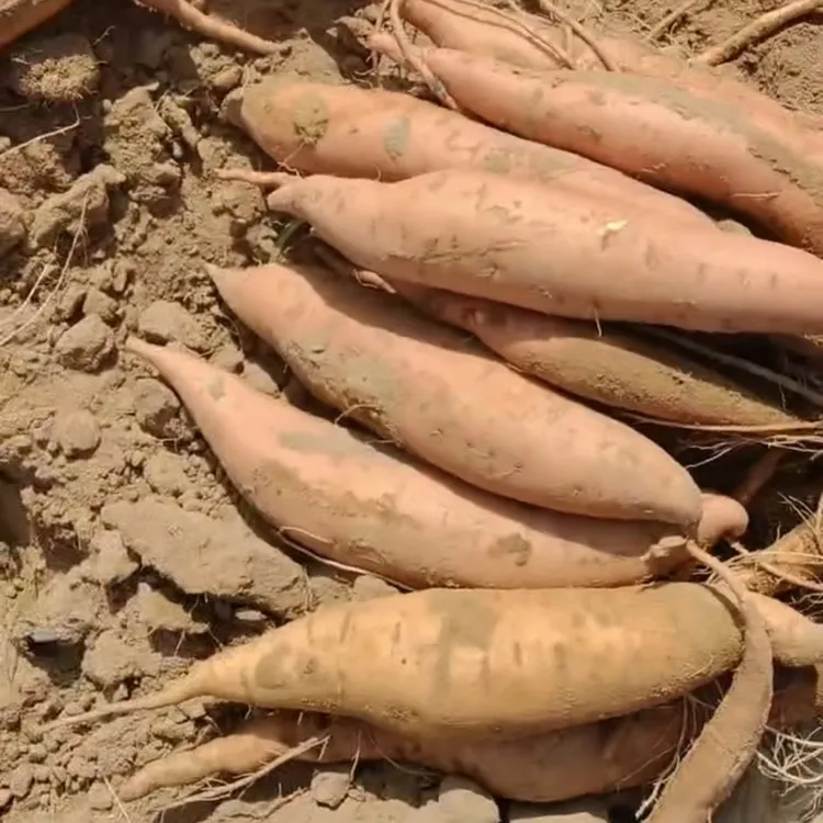 正宗宁夏银川沙地新鲜现挖白玉红薯（中果）