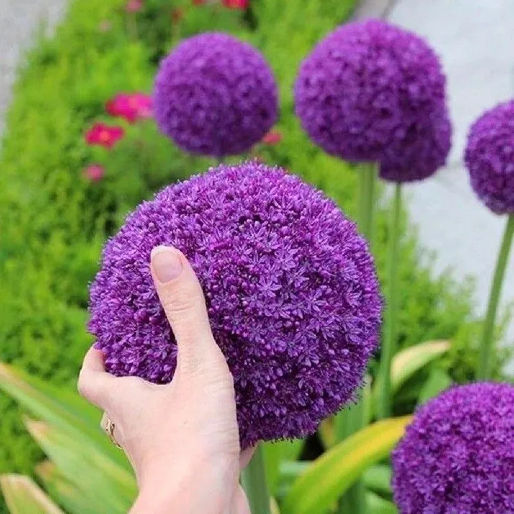 进口大花葱多年生庭院花卉植物园艺种植