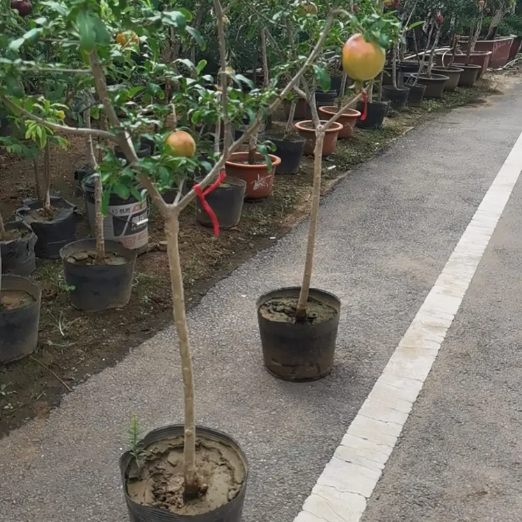营养包栽带果秋艳石榴苗