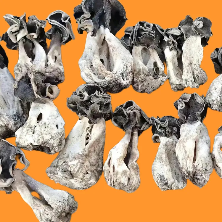 巴楚蘑菇 产地发货精品新疆特产野生巴楚菇 胡杨沙漠蘑菇新疆蘑菇