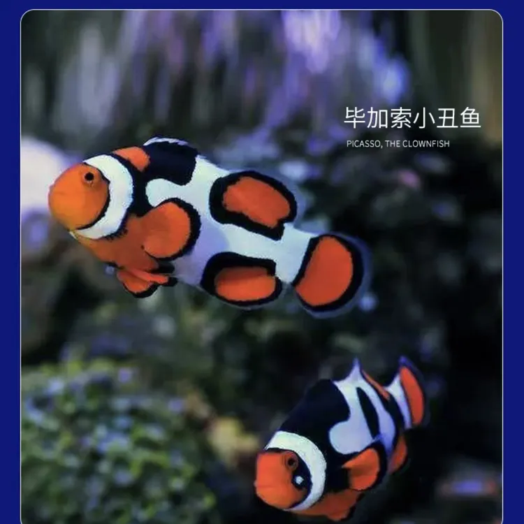 毕加索小丑鱼飞机纹头盔面罩鬼婆