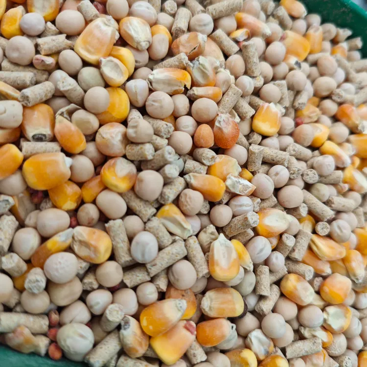 20斤30斤50斤营养鸽粮含玉米豌豆颗粒料等五谷杂粮肉鸽食用