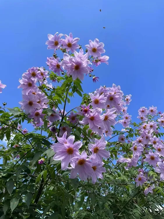 （树大丽）荷兰进口大丽花种球重瓣四季播种