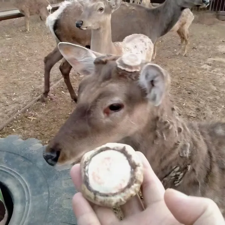 东北梅花鹿鹿托盘