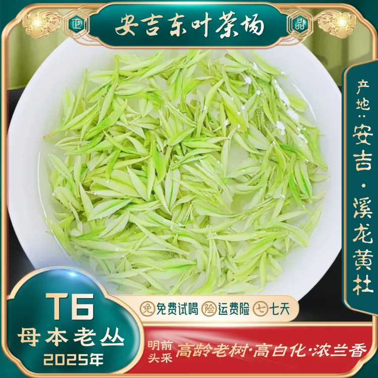 【年终特惠送临时福利母本老丛T6】安吉里黄杜老树白茶茶叶浓兰香