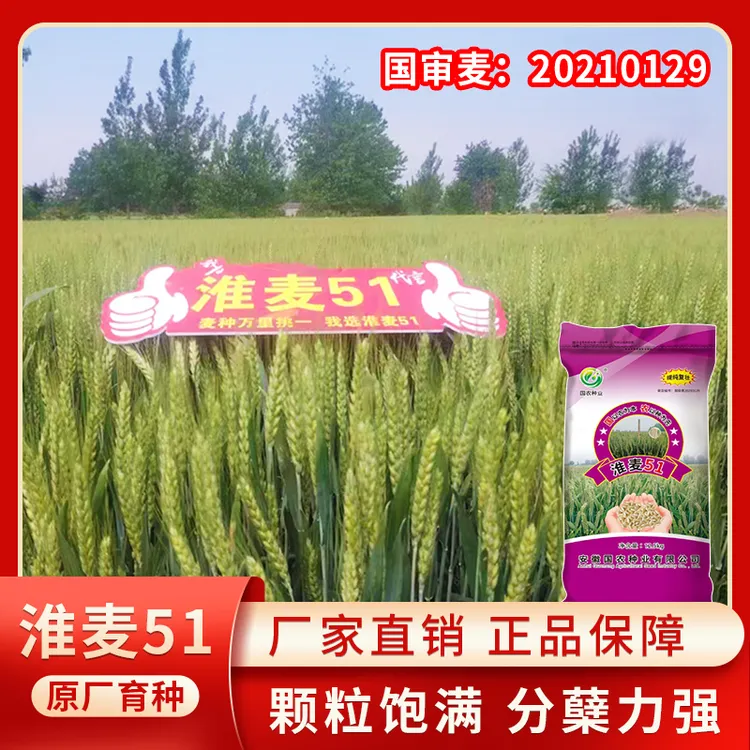 淮麦51国审高产稳产小麦种子矮杆大穗抗倒伏春寒耐旱优质品种产量