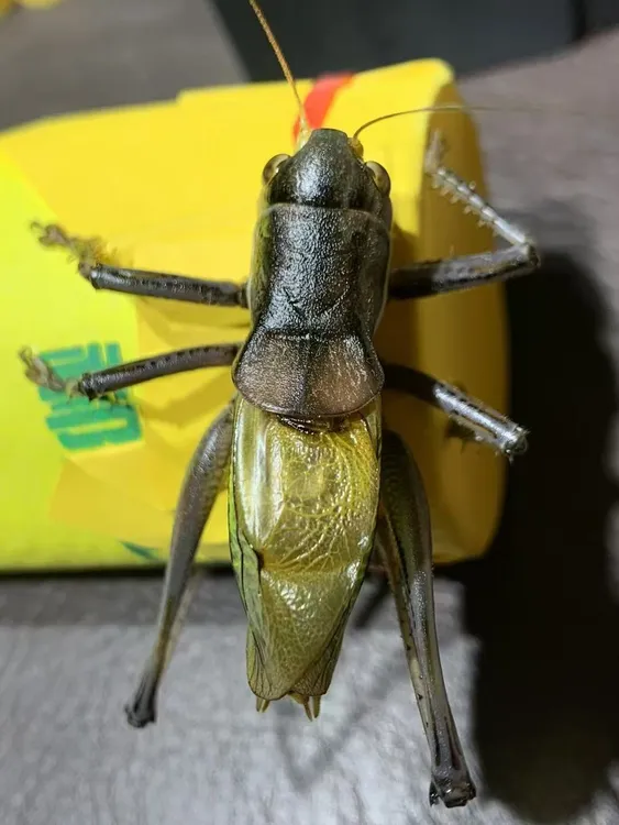 蟋蟀科昆虫蝈蝈鸣虫活体郝建伟蝈蝈