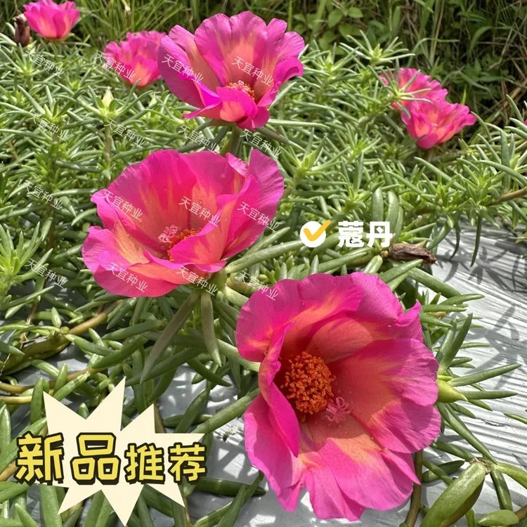 蔻丹【新品种】夏日太阳花大号单瓣宿根死不了耐旱庭院楼顶幼儿园
