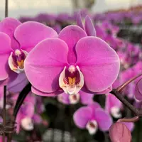 蝴蝶兰【赛冰冰】3.0寸杯带花带花苞发货