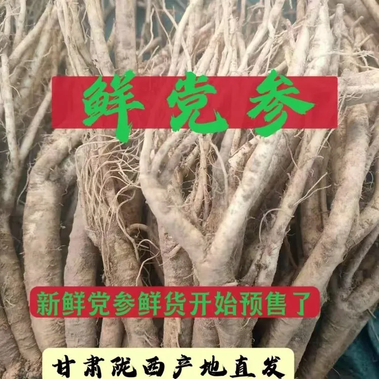 野生党参正宗的野生党参价格高库存不多