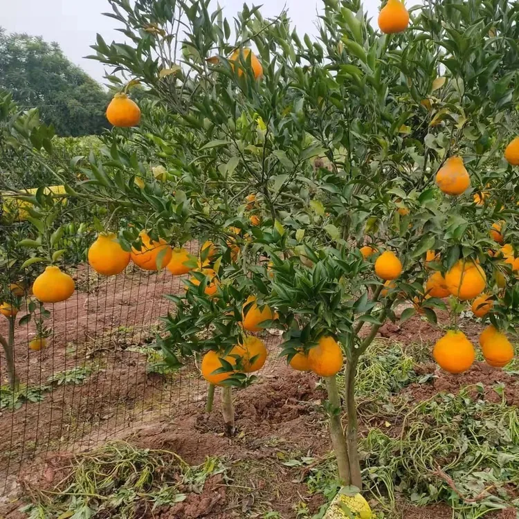 春见耙耙柑树苗嫁接四川粑粑柑桔盆栽地栽苗木趴趴柑橘苗果树果苗