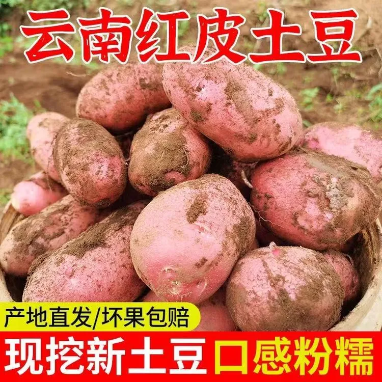 【高原的味道】云南红皮黄心土豆新鲜现挖粉面蔬菜鲜嫩皮薄香甜