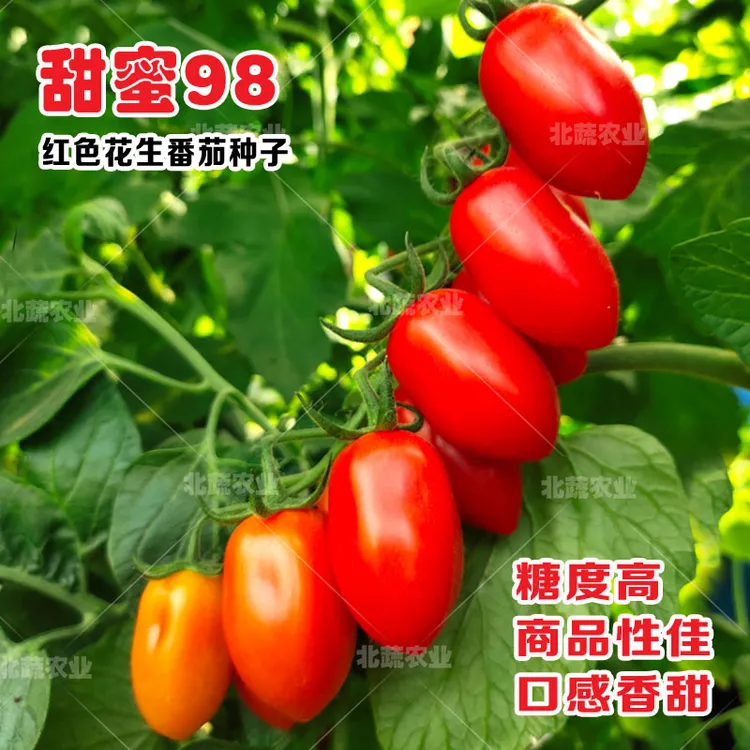 409花生番茄种子超甜红色小柿子籽樱桃西红柿种籽东北丹东甜蜜98