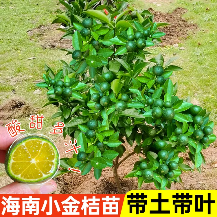 海南小金桔柠檬树苗嫁接四季小青桔苗室外庭院盆栽地栽带果带土